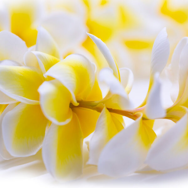 Day Tripper - Plumeria Lei main image 1