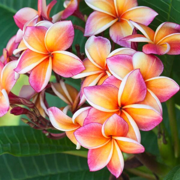 Day Tripper - Plumeria Lei