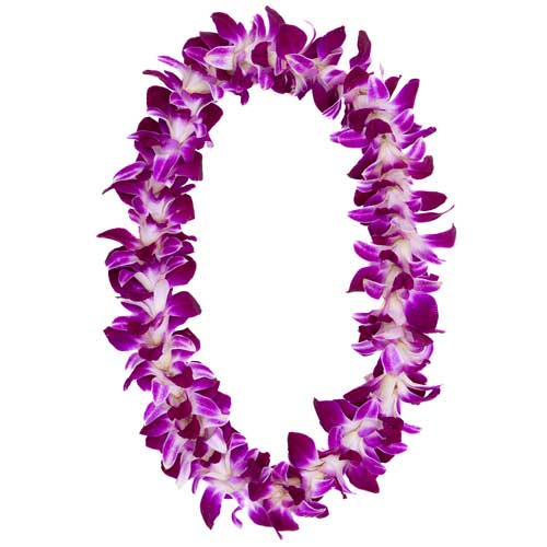 Standard Lei Greeting (orchid)